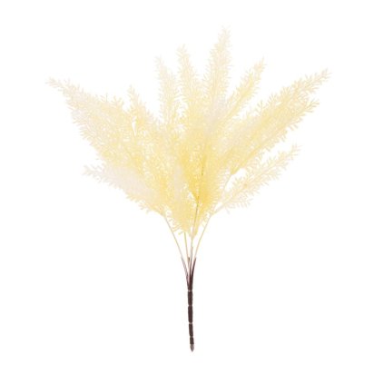 ZELEŇ ASPARÁT BIELY 37CM