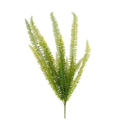 ZELEŇ PAPRAĎ- NEPHROLEPSIS 90CM