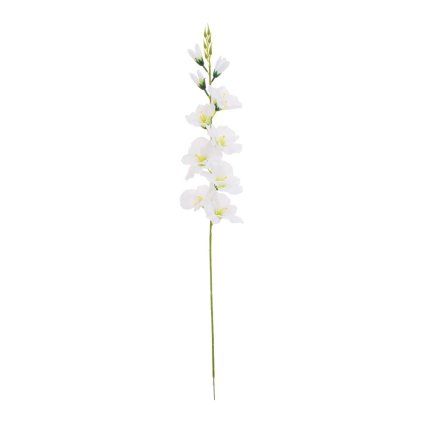 KS GLADIOLA BIELA 75CM