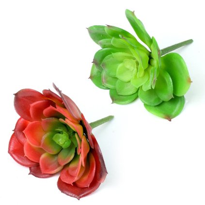 SUCULENT ECHEVERIA F2 V:11 P:12CM
