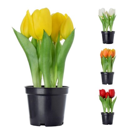 TULIPÁN V KVĚTINÁČKU 4F 21cm