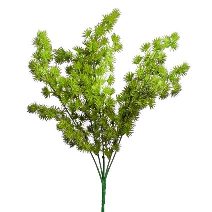 ZÁPICH ASPARAGUS UMBELLATUS 36CM