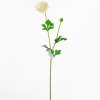 AKCE! KS RANUNCULUS SMOT.KS 60CM