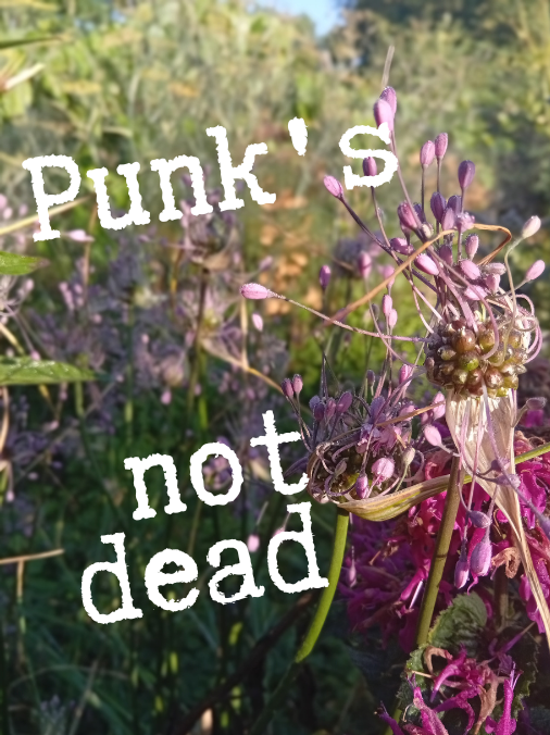 Česnek kýlnatý: punkáč mezi květinami