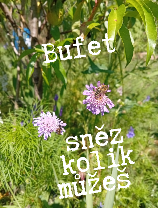 Chrastavec rolní: Bufet pro včelí samotáře a opylovačský večírek zdarma!