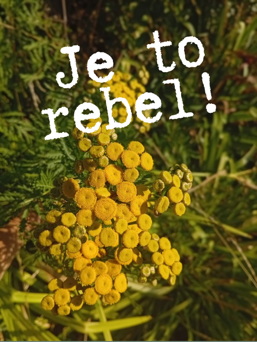Vratič: Zlatý rebel vaší zahrady