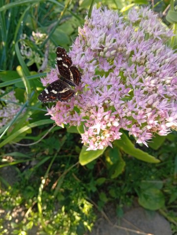 Kdo všechno opyluje vaši zahradu?