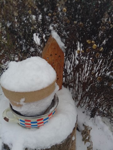 Winter sowing: zimní výsev pro otužilé sazenice