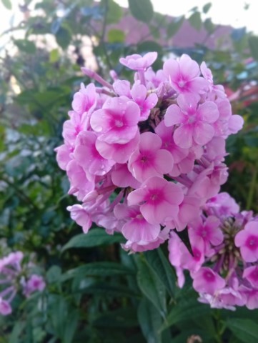 Plaménka latnatá - voňavá královna babiččiny zahrádky