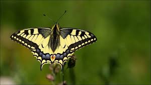 Otakárek fenyklový (Papilio machaon) | ChovZvířat.cz