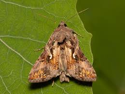 Kovolesklec gama (Autographa gamma) | Fotografie motýlů České republiky