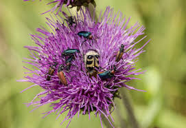 Co trápí české opylovače