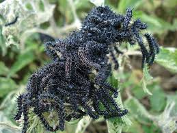 Jaké druhy motýlů najdeme na kopřivách | Naše zahrada