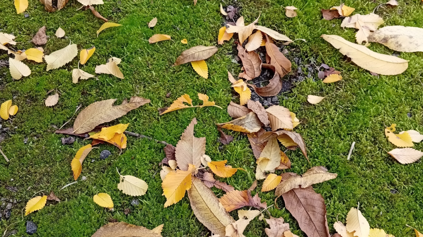 spadané listí je doslova zlatý poklad! Zimní deka, přírodní hnojivo a domov pro hmyz v jednom