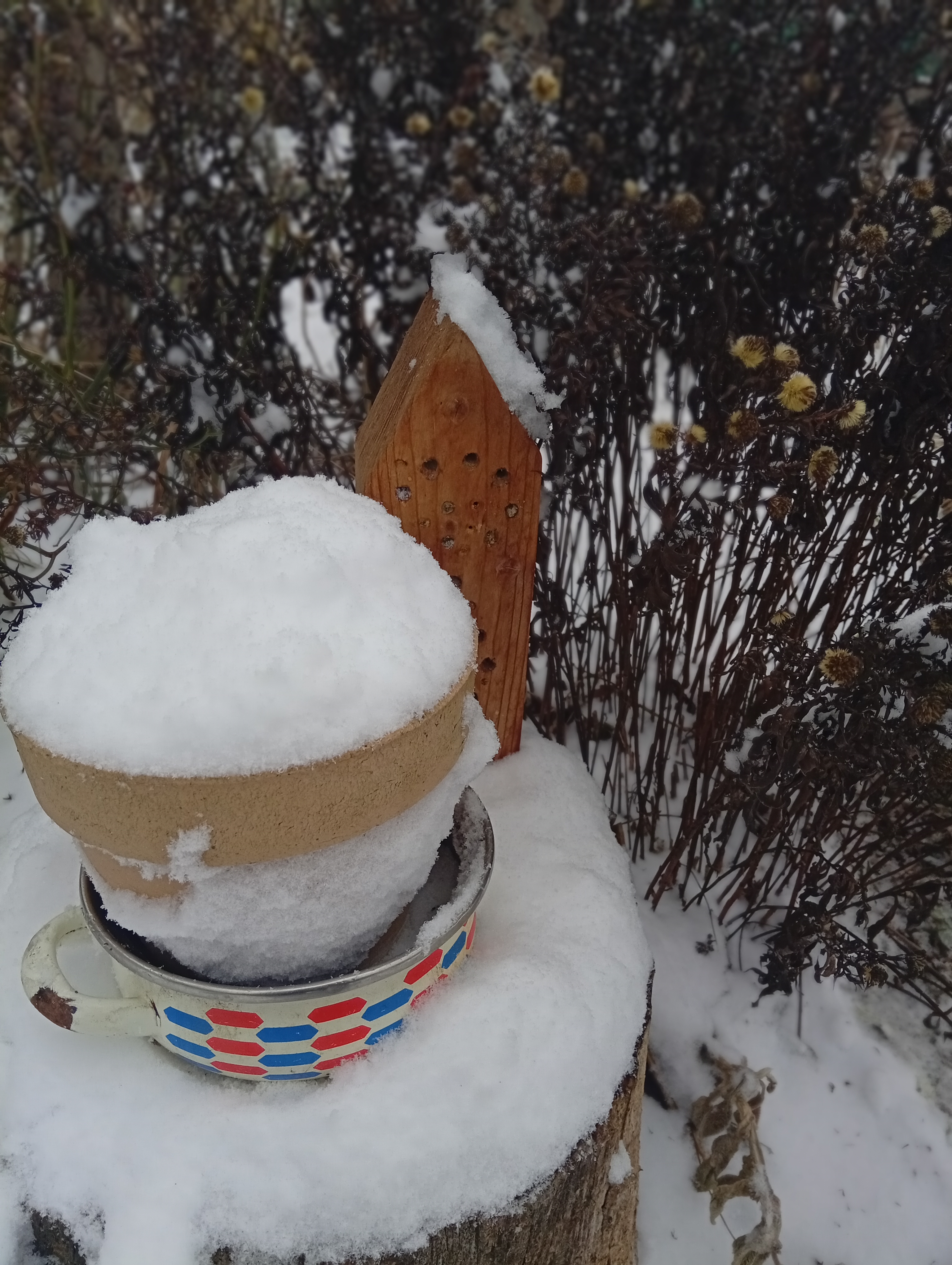 winter sowing nebo-li zimní výsev zajistí silné a otužilé sazenice
