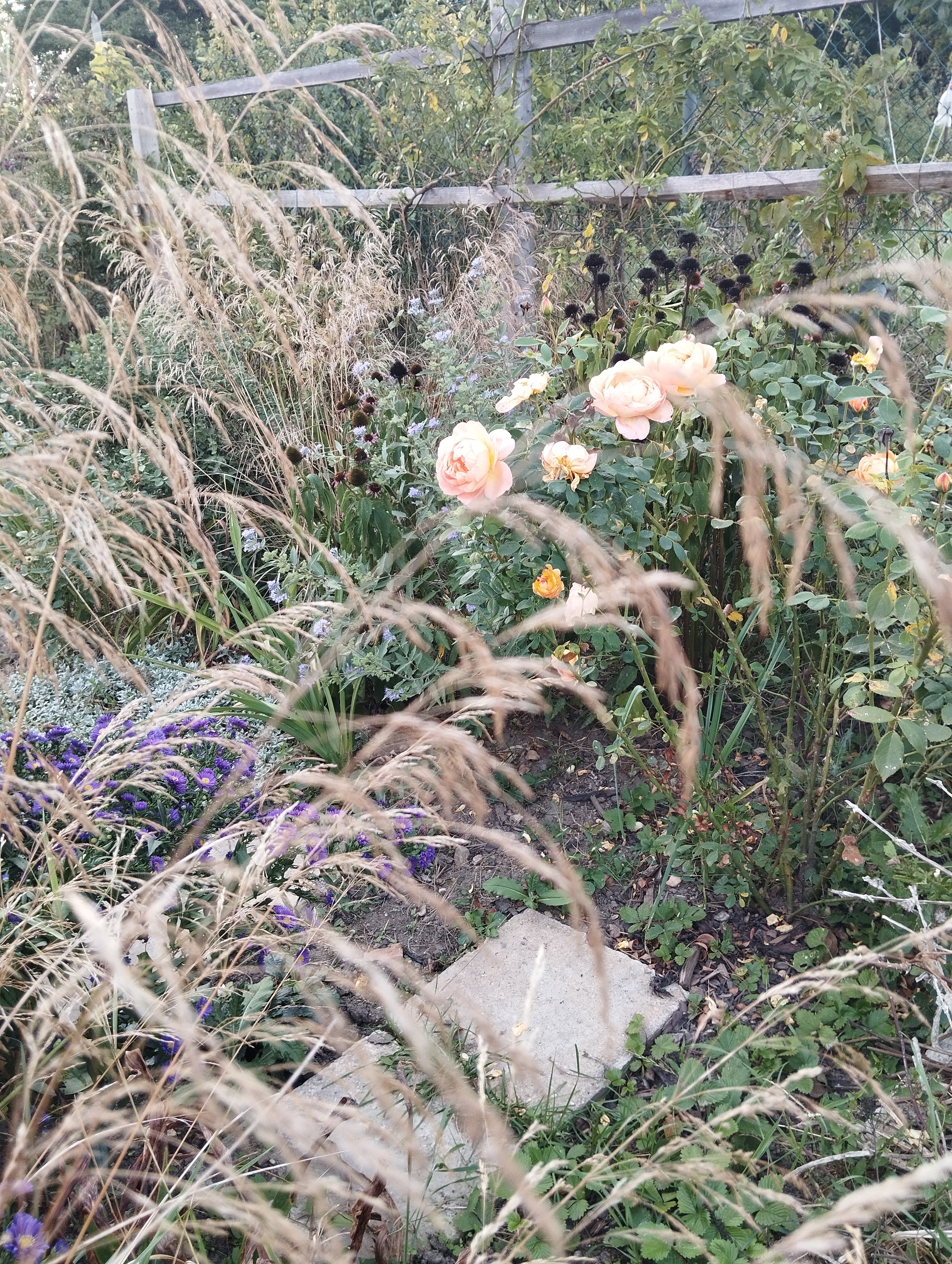 Metlice trsnatá - naše původní travina, která je skvělým doplňkem nejen přírodním záhonům.