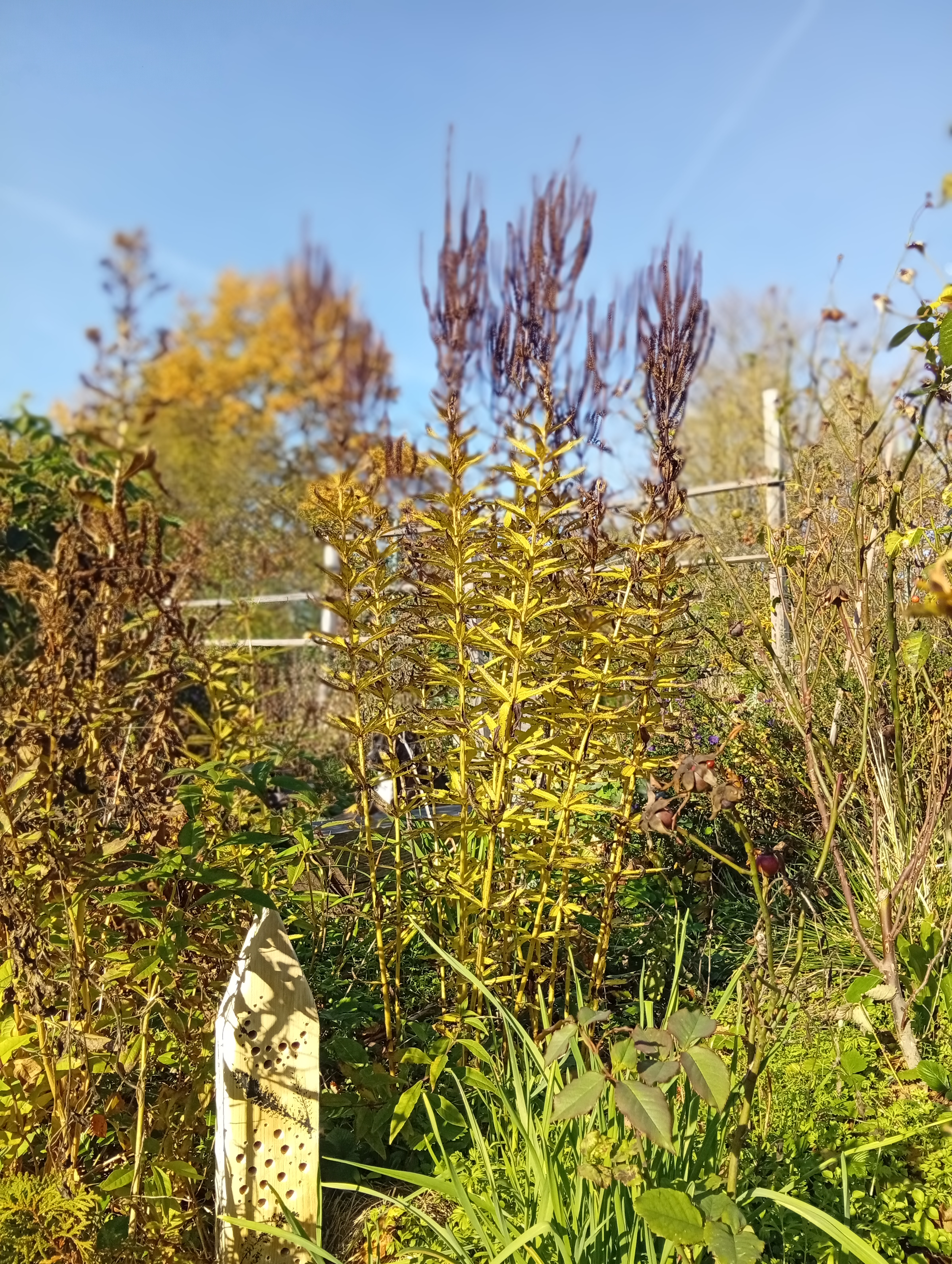 Veronicastrum výrazné, na podzim zlaté, laty tyčící se vysoko nad záhony jsou úchvatnou podívanou také v létě a na podzim v létě.