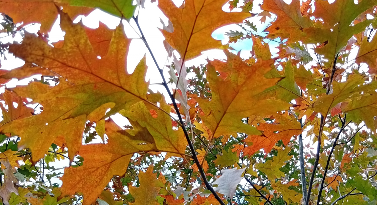 Podzimní listí není jen velkolepá podívaná, je to především geniální mechanizmus přežití