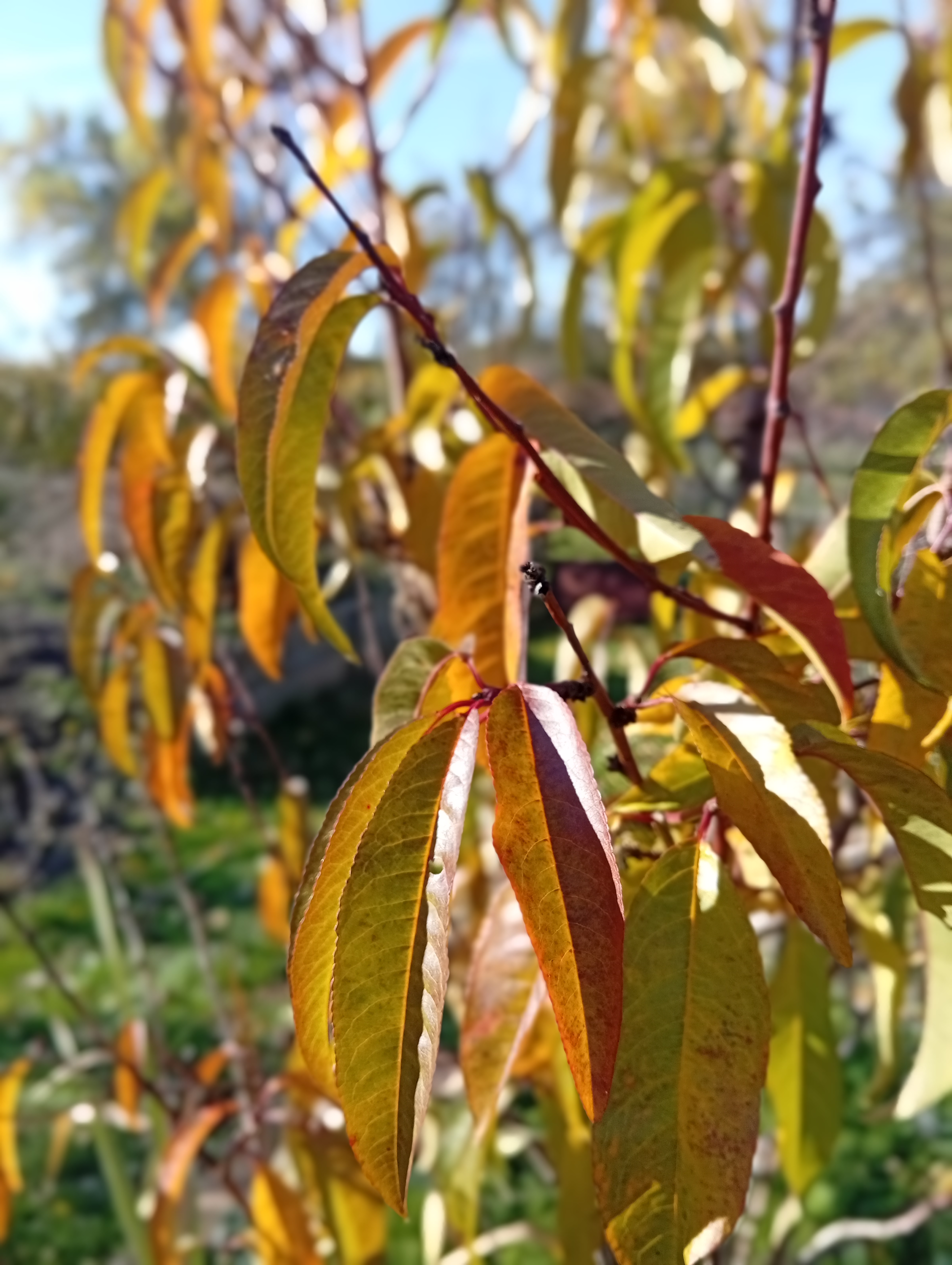 Ovocné stromy umí vyčarovat parádní podzimní atmosféru.