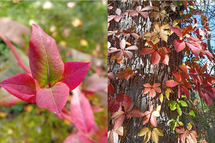 S chladnějším počasím stromy přestávají vyrábět zelené barvivo chlorofyl