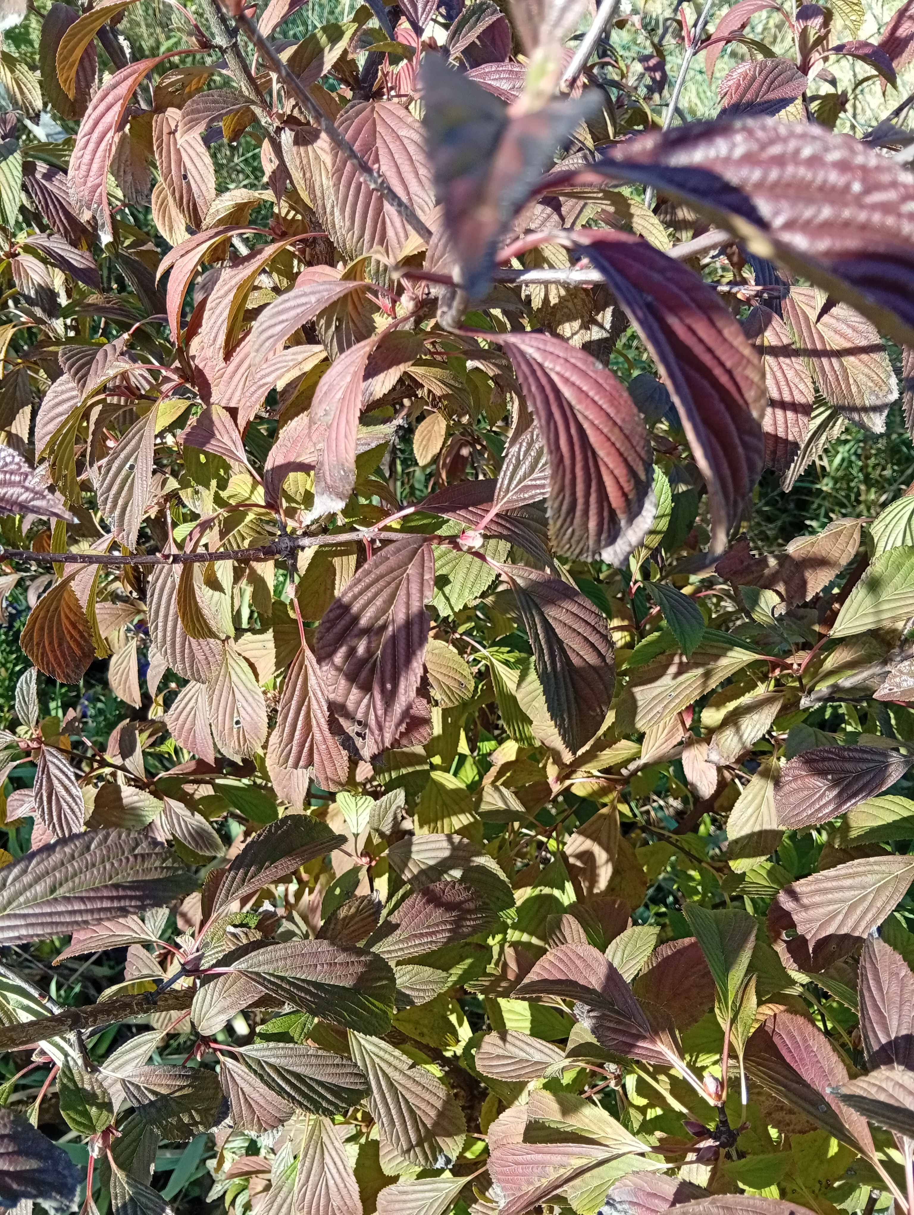 Kalina bodnantská - její listy se barví do rudé a navíc už zakládá květní poupata. Kvete totiž v zimně jemně růžovými, vonnými květy.