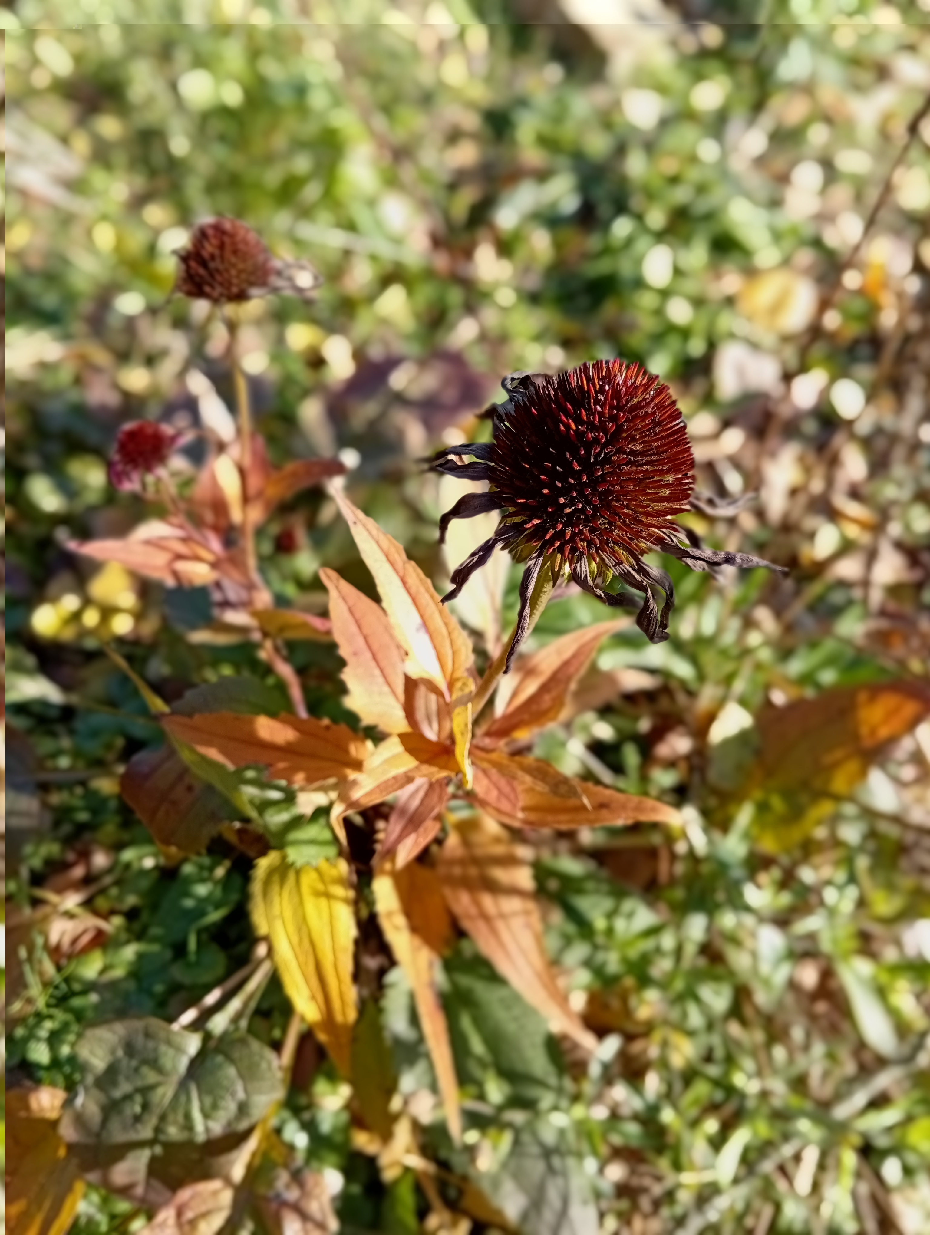Slunce v záhonu, i když je zataženo. Jejich odkvetlá květenství budou zdobit i v zimě a na podzim jsou jejich listy úchvatně oranžové!