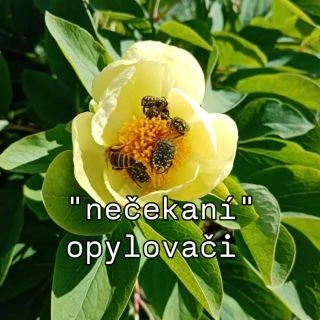 Včely rozhodně nejsou jediní opylovači. V zahradách jich je spousta a určitě byste nečekali, že za některé plody vděčíme...