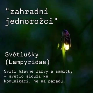Tohle jsou neobvyklý návštěvníci, kteří budí rozruch. Pokud zavítají i k tobě, asi to děláš dobře a tvoje zahrada je...