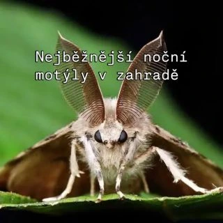 Tip pro noční zahradu: Keře, stromy a kopřivy – většina nočních motýlů je na nich závislá. Omez noční osvětlení – světlo...