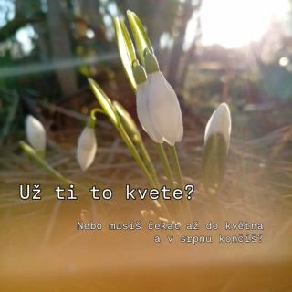 Naplánovat trvalkový záhon tak, aby vypadal skvěle od prvních jarních paprsků až po podzimní mrazíky, se může zdát jako...