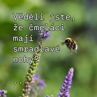 Čmeláci jsou nenápadní hrdinové zahrady. Opylují rostliny i v chladnějším počasí a zvládnou práci, na kterou jiné druhy...