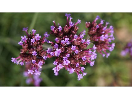 Sporýš argentinský