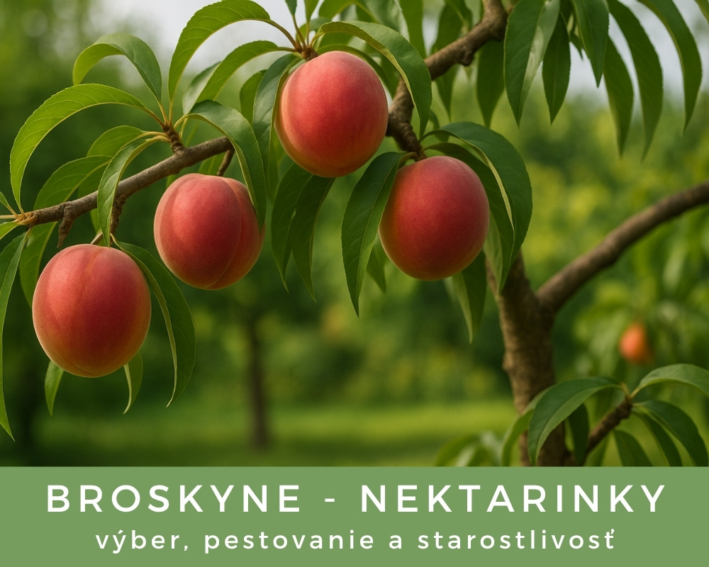 Broskyne a nektarinky - výber, pestovanie a starostlivosť