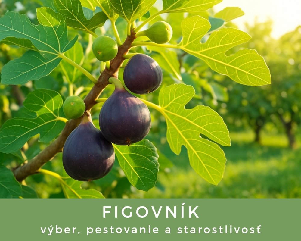 Figovníky - výber, pestovanie a starostlivosť