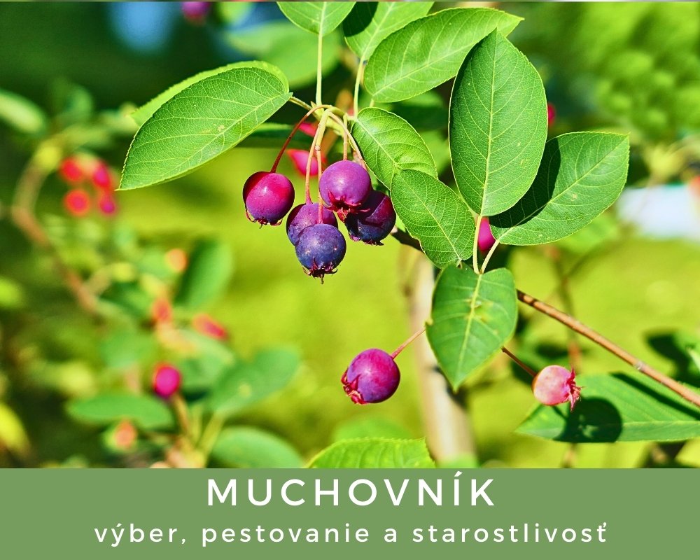 Muchovníky - výber, pestovanie a starostlivosť