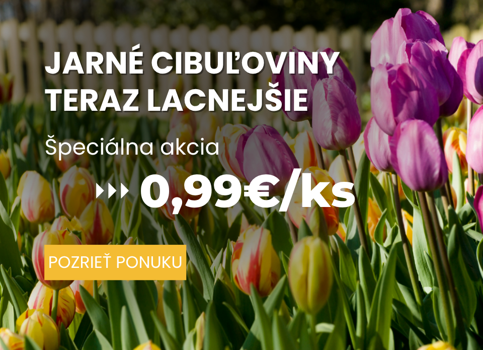 Predaj jarných cibuľovín