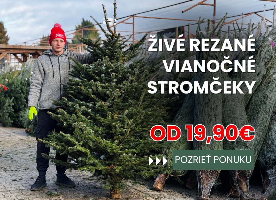 Živé rezané vianočné stromčeky