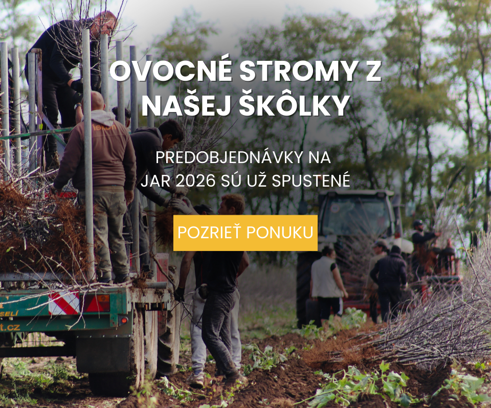 Predobjednvka Ovocné stromy Plantex objednávka jar 2026