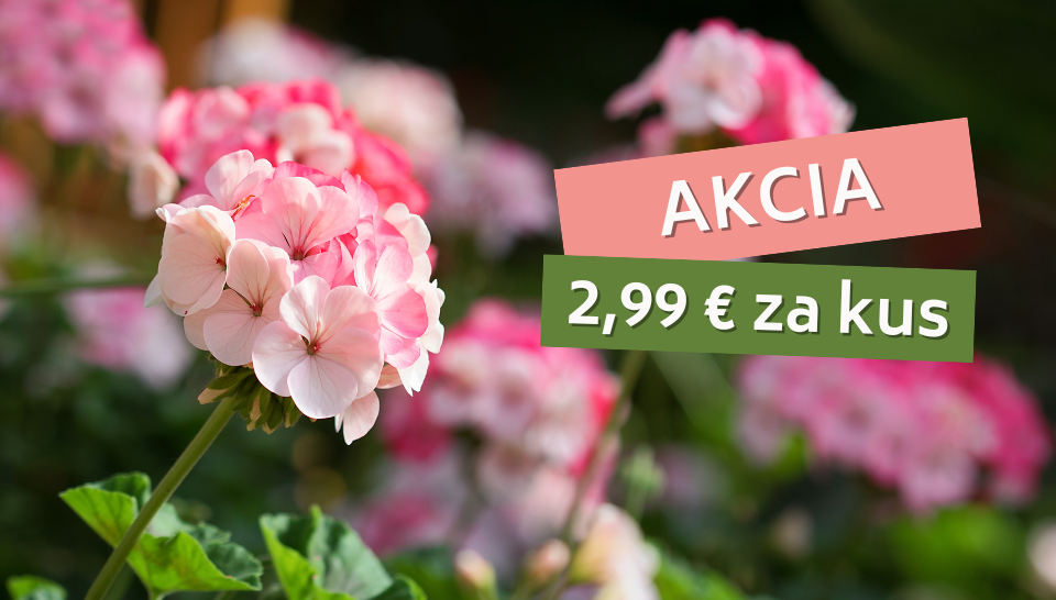 Kvitnúce muškáty