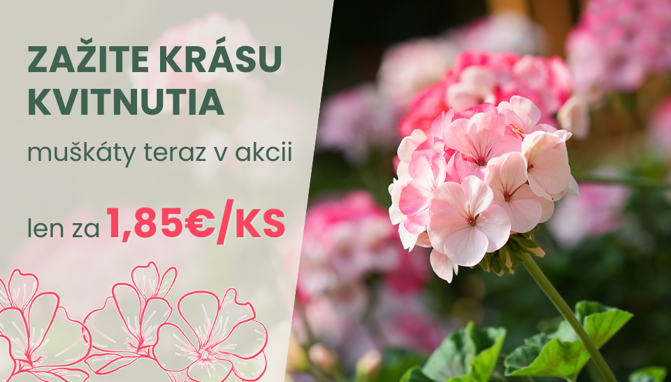 Kvitnúce muškáty