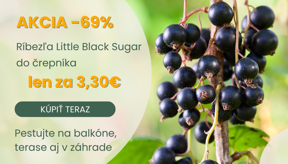 Ribezle do črepníka - cena len 3,30 Eur/kus