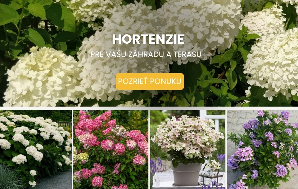 Hortenzia