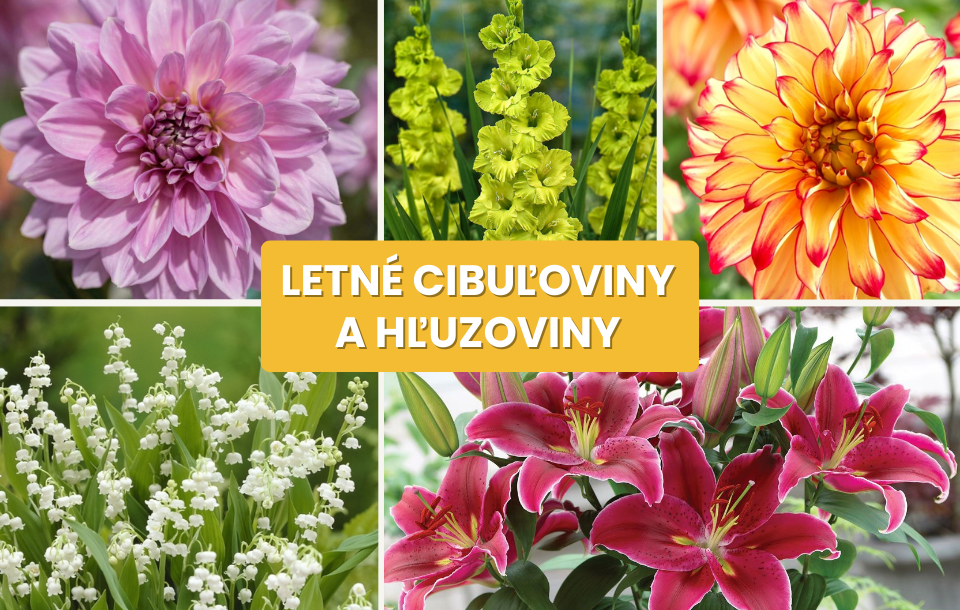 Letné cibuľoviny a hľuzoviny