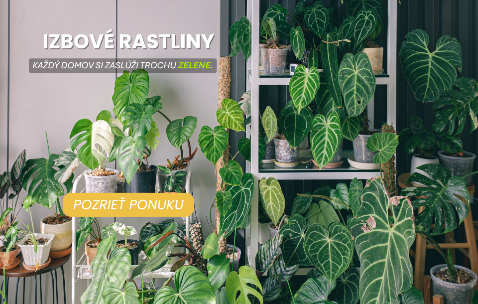 Izbové rastliny baner