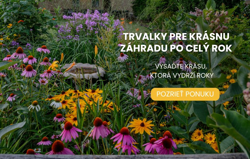 Trvalky