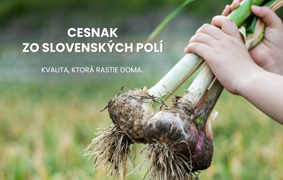 Cesnak zo slovenských polí