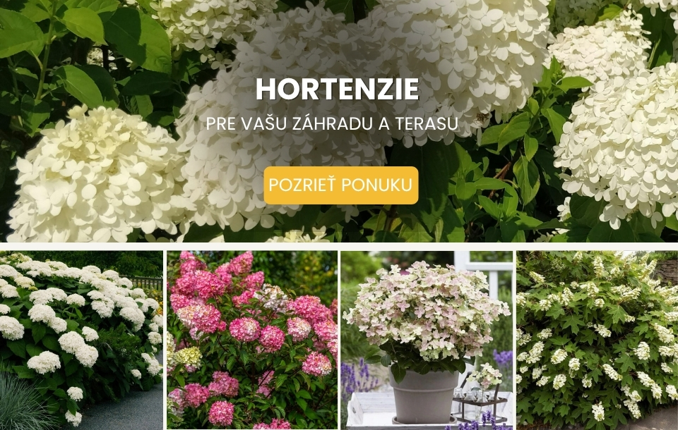 Hortenzia