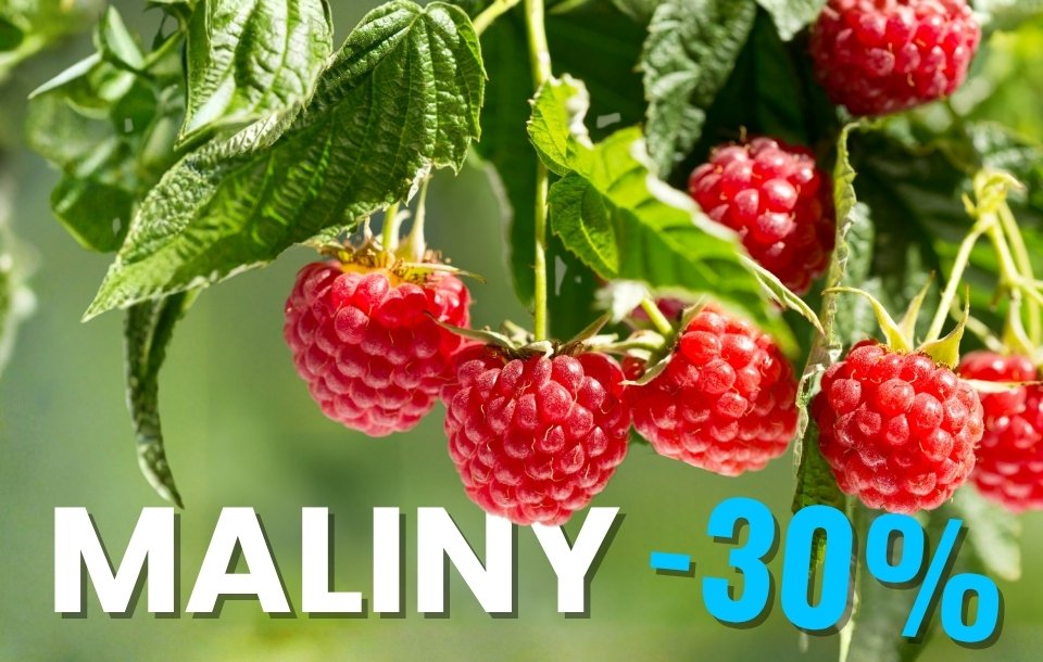 Maliny - ovocné kríky v akcií -30%