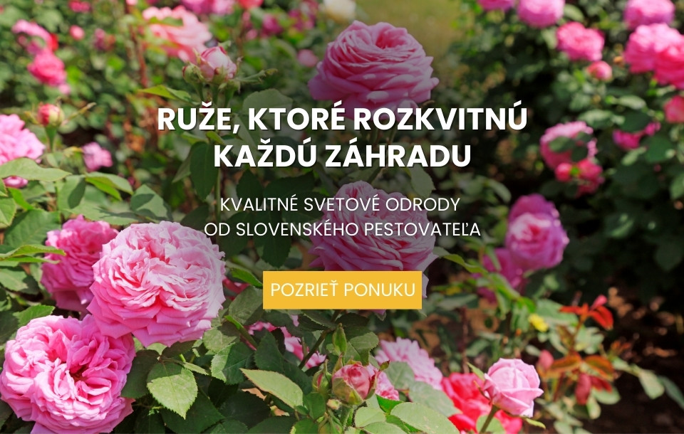 Ruže, kríkové, stromčekové, popínavé, slovenský pestovateľ