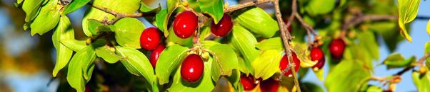 Drieň Drobné Bobuľové ovocie Plantex Veselé